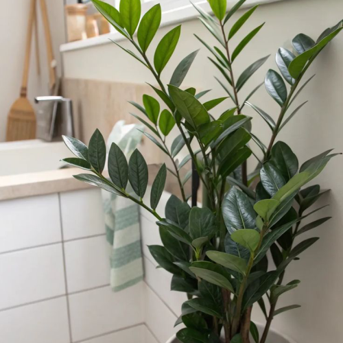 ZZ Plant - Zamioculcas zamiifolia
